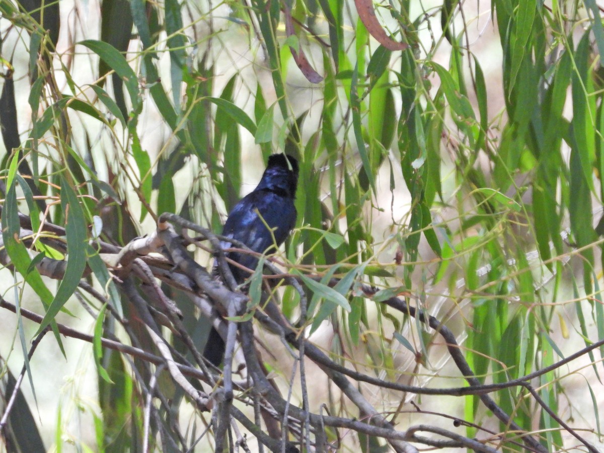 Monarca Satinado - ML647281881