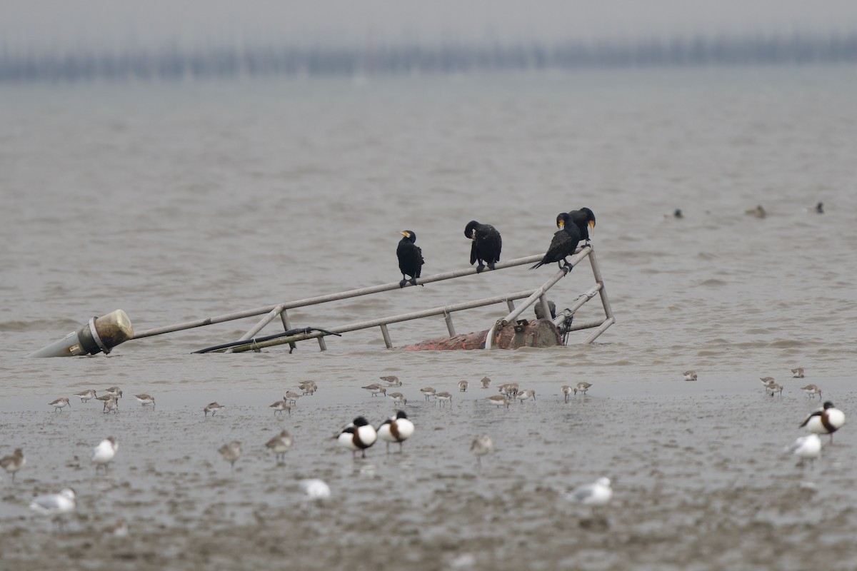 Cormorán Grande (Continental) - ML647281882