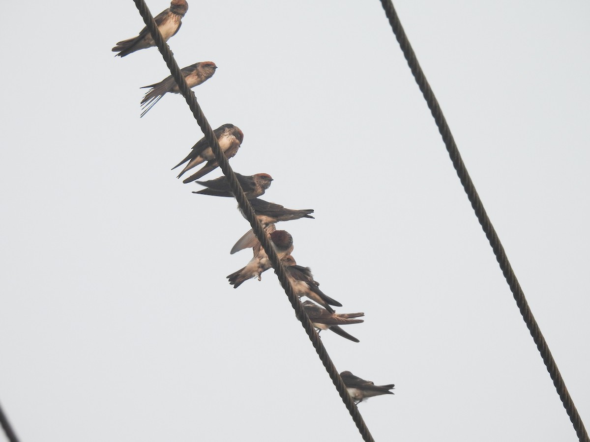 Streak-throated Swallow - ML647281884