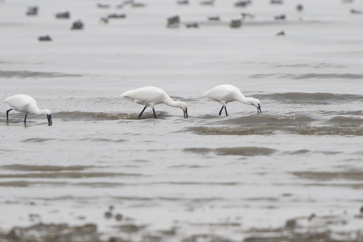 Espátula Común - ML647281885