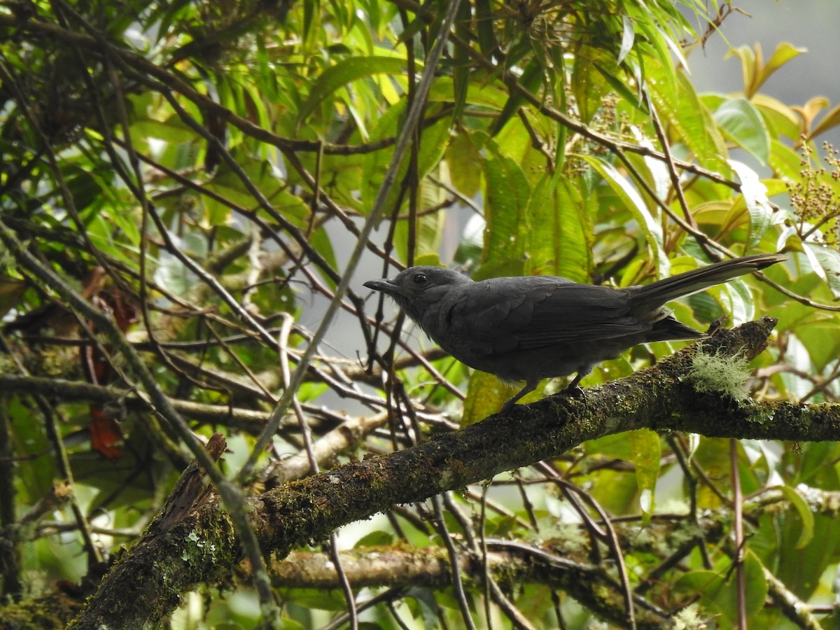 Guardabosques Oscuro - ML647281886