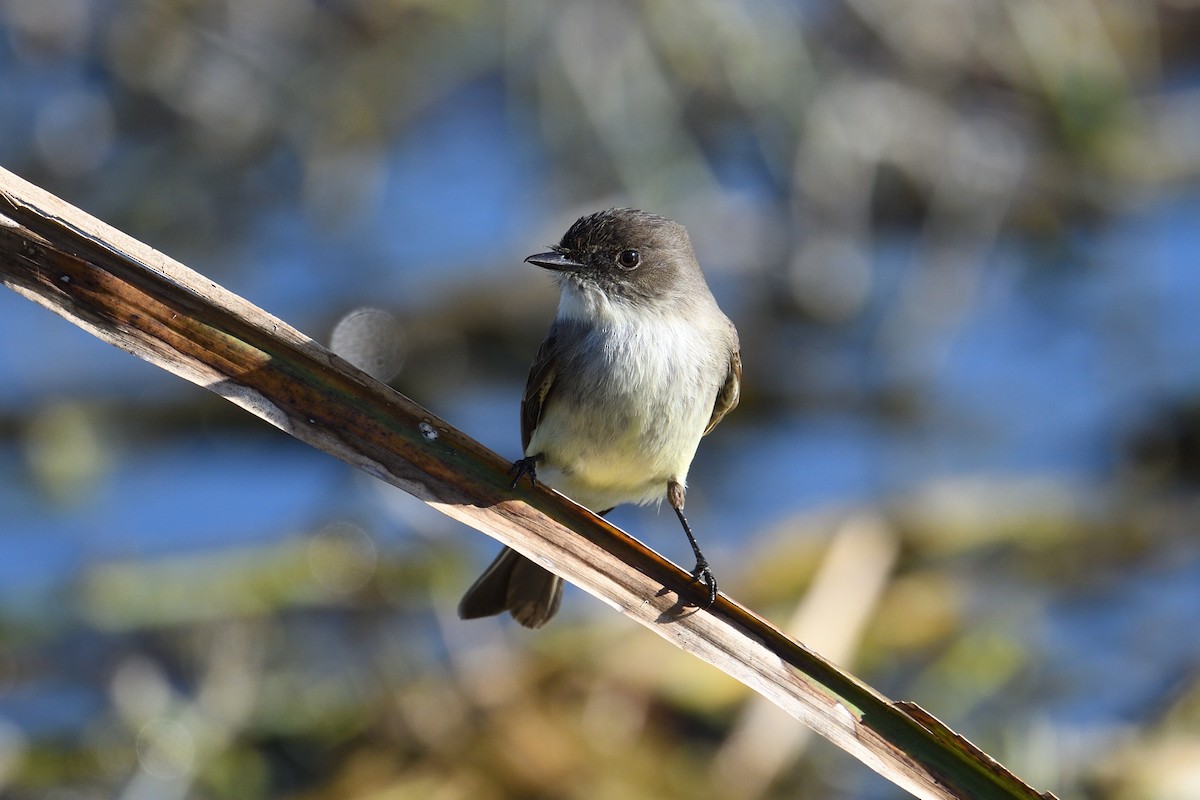 Mosquero Fibí - ML647281887