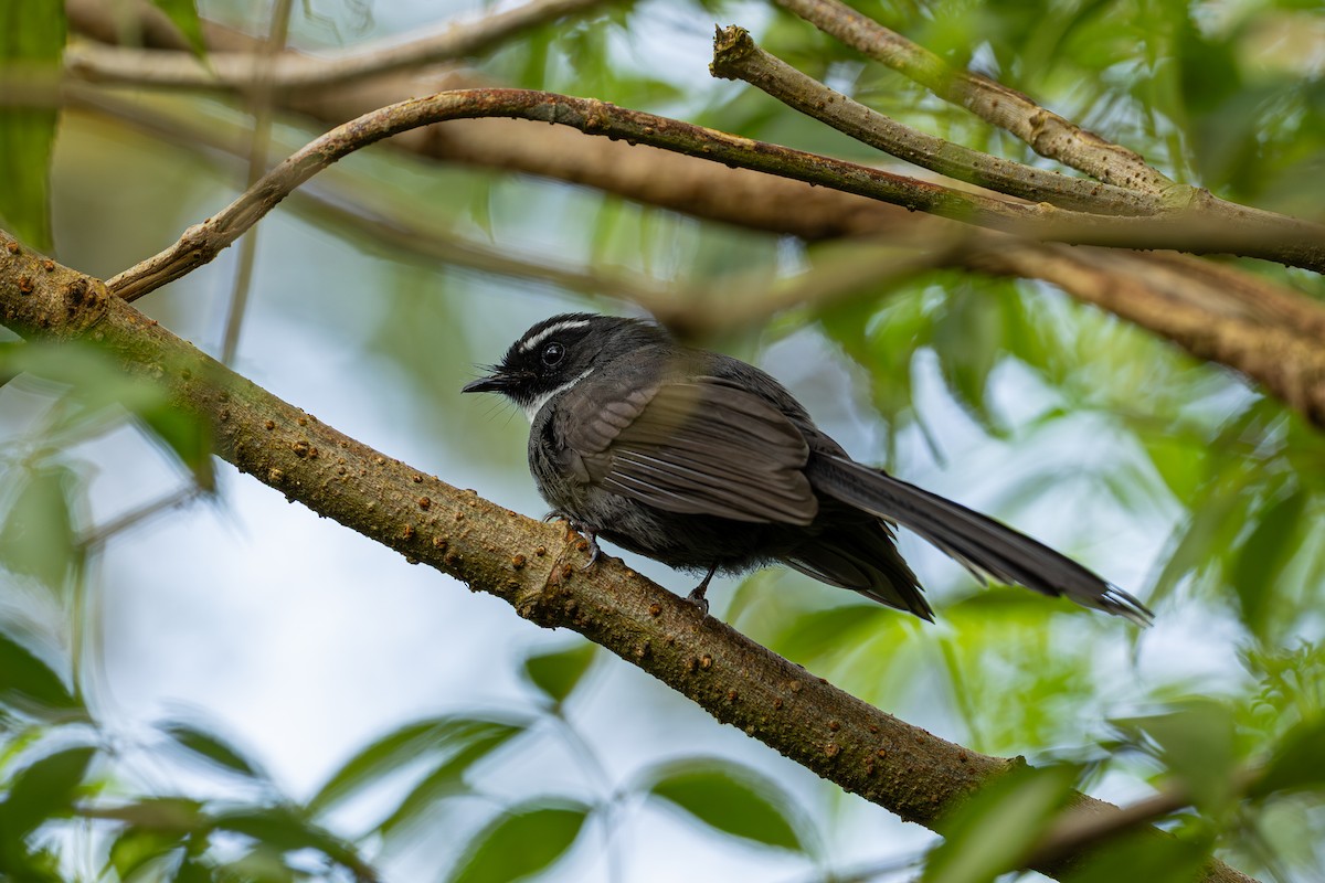 Abanico Gorjiblanco - ML647281890