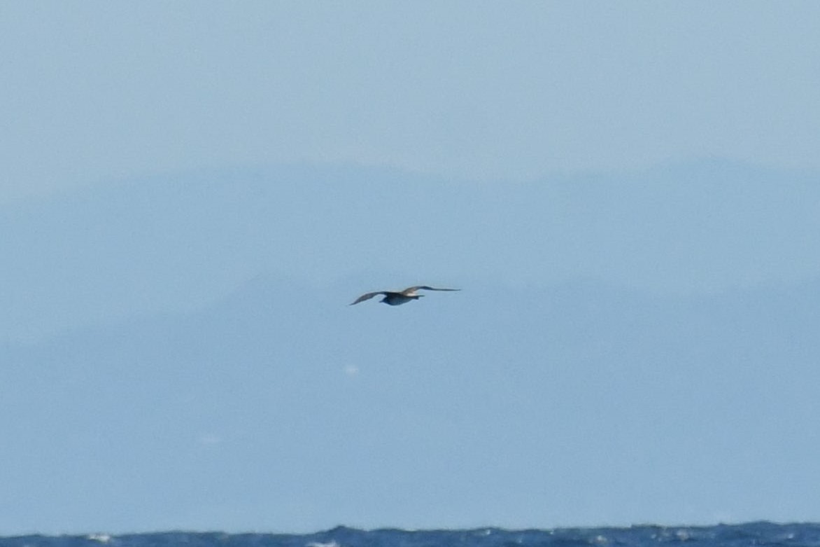 Págalo Rabero - ML647281892