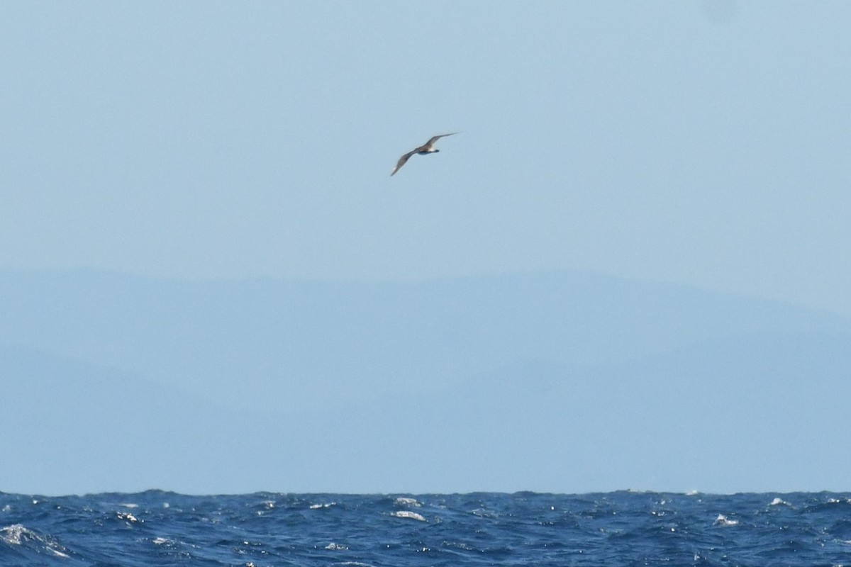 Págalo Rabero - ML647281893