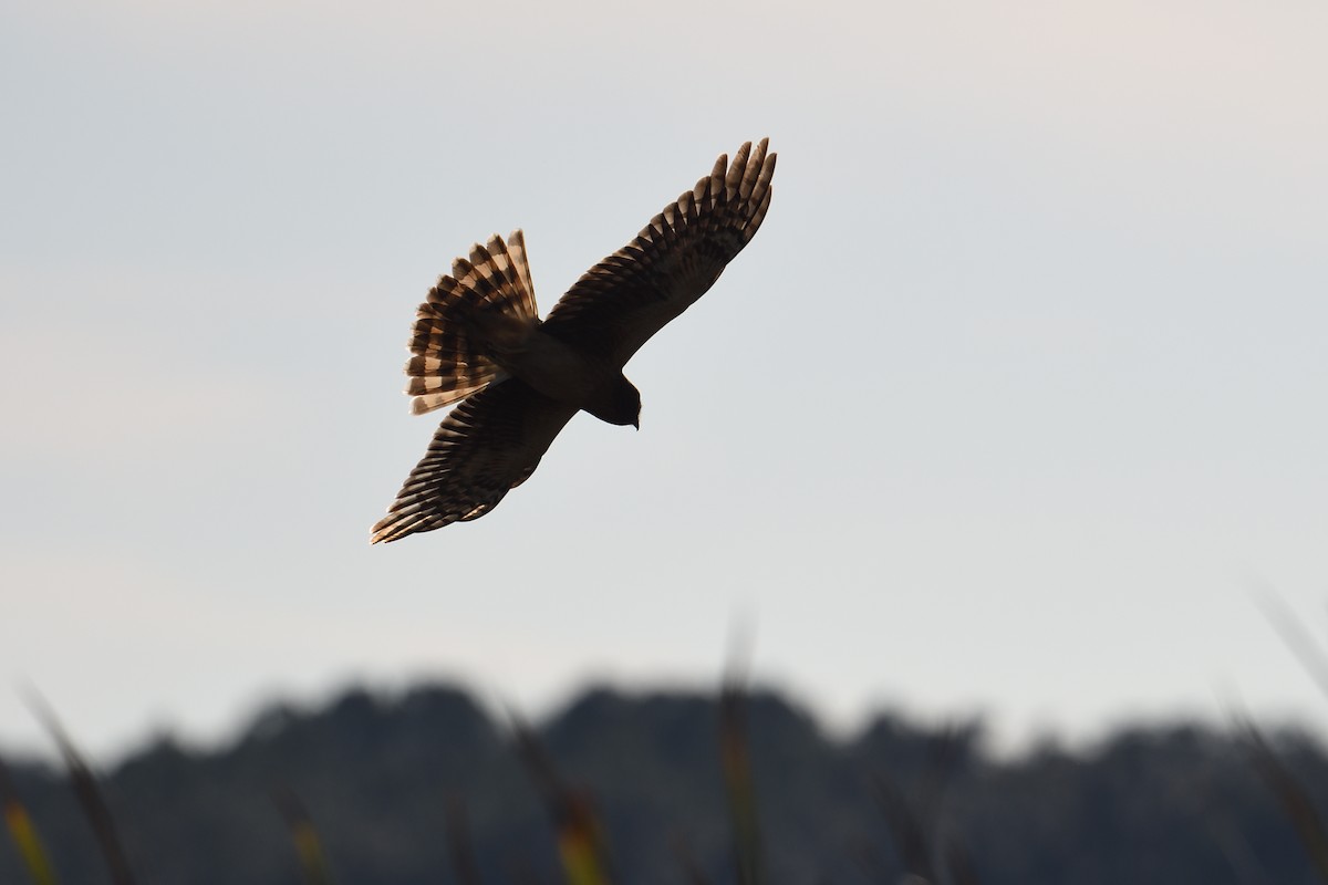 Aguilucho de Hudson - ML647281894