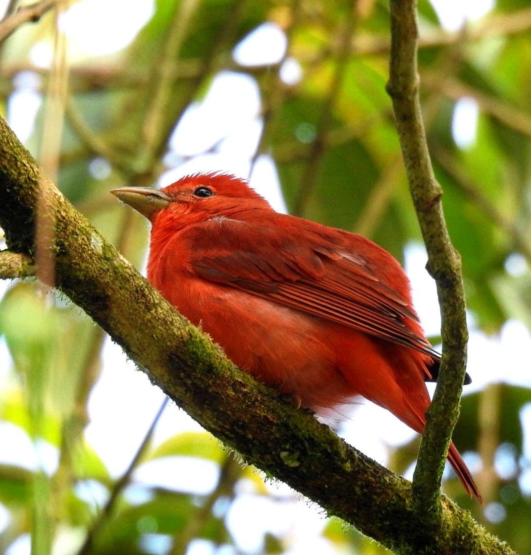 Piranga Roja - ML647281895