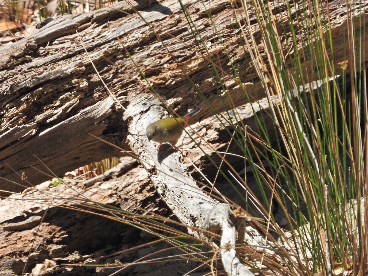 Diamante Cejirrojo - ML647281899