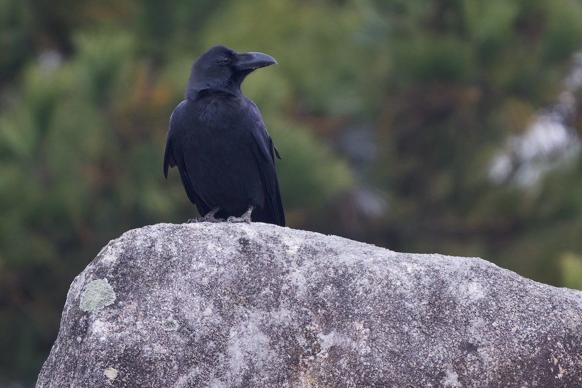 Cuervo Picudo (grupo macrorhynchos) - ML647281901