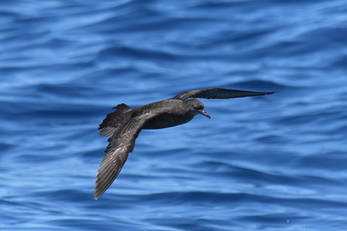 Pardela de Tasmania - ML647281904