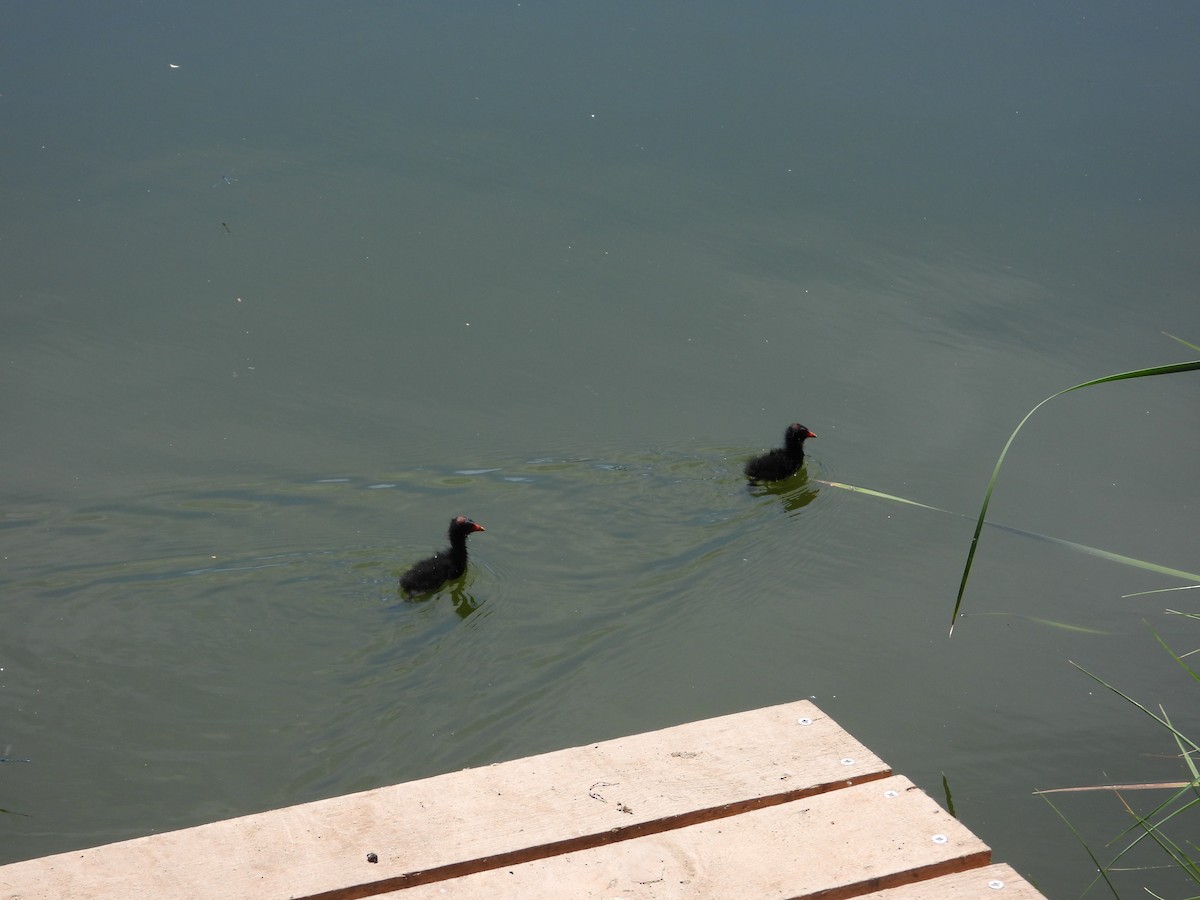 Gallineta Común - ML647281905