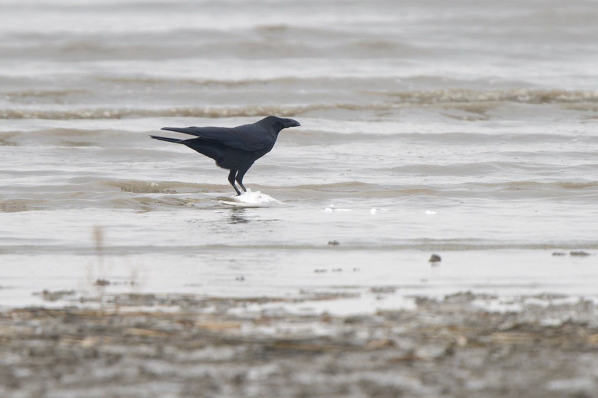 Cuervo Picudo (grupo macrorhynchos) - ML647281906