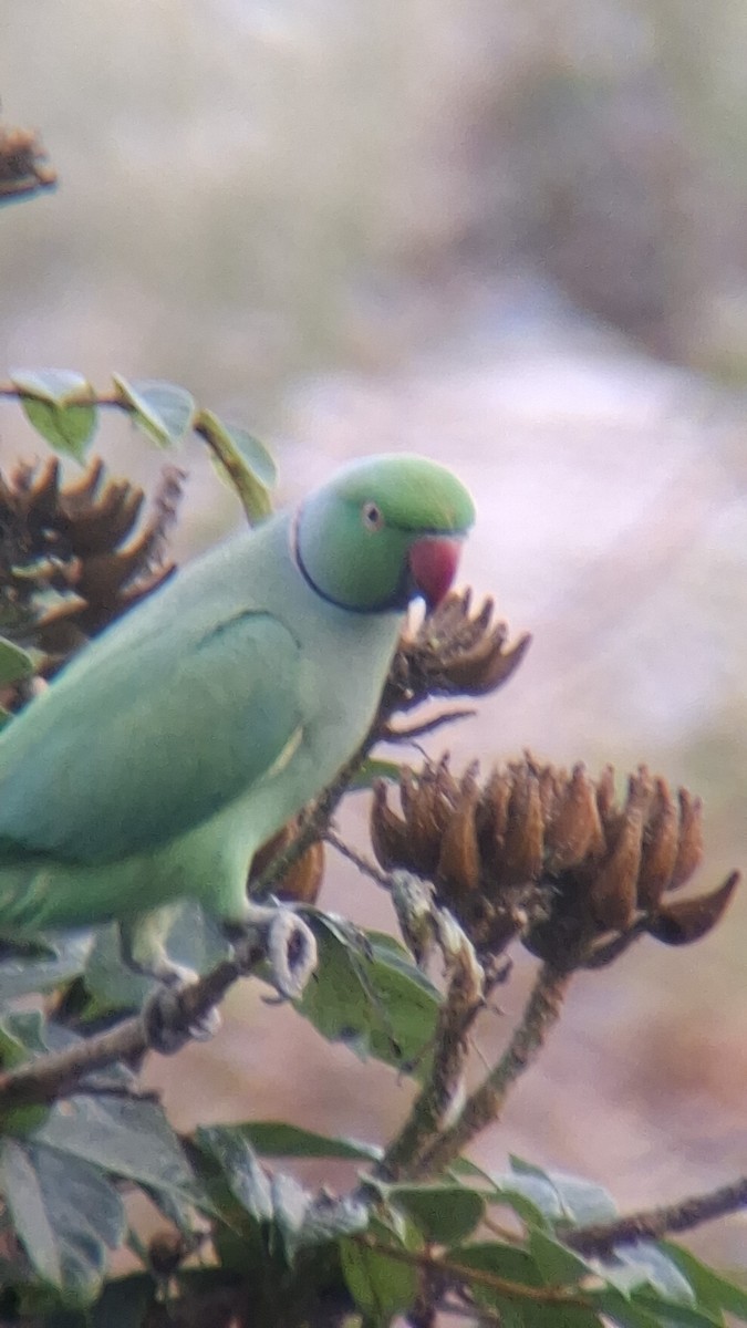 Cotorra de Kramer - ML647281907