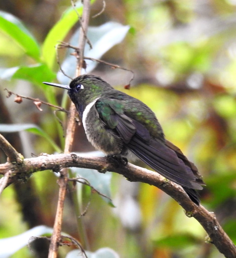Colibrí Gorjiamatista - ML647281908