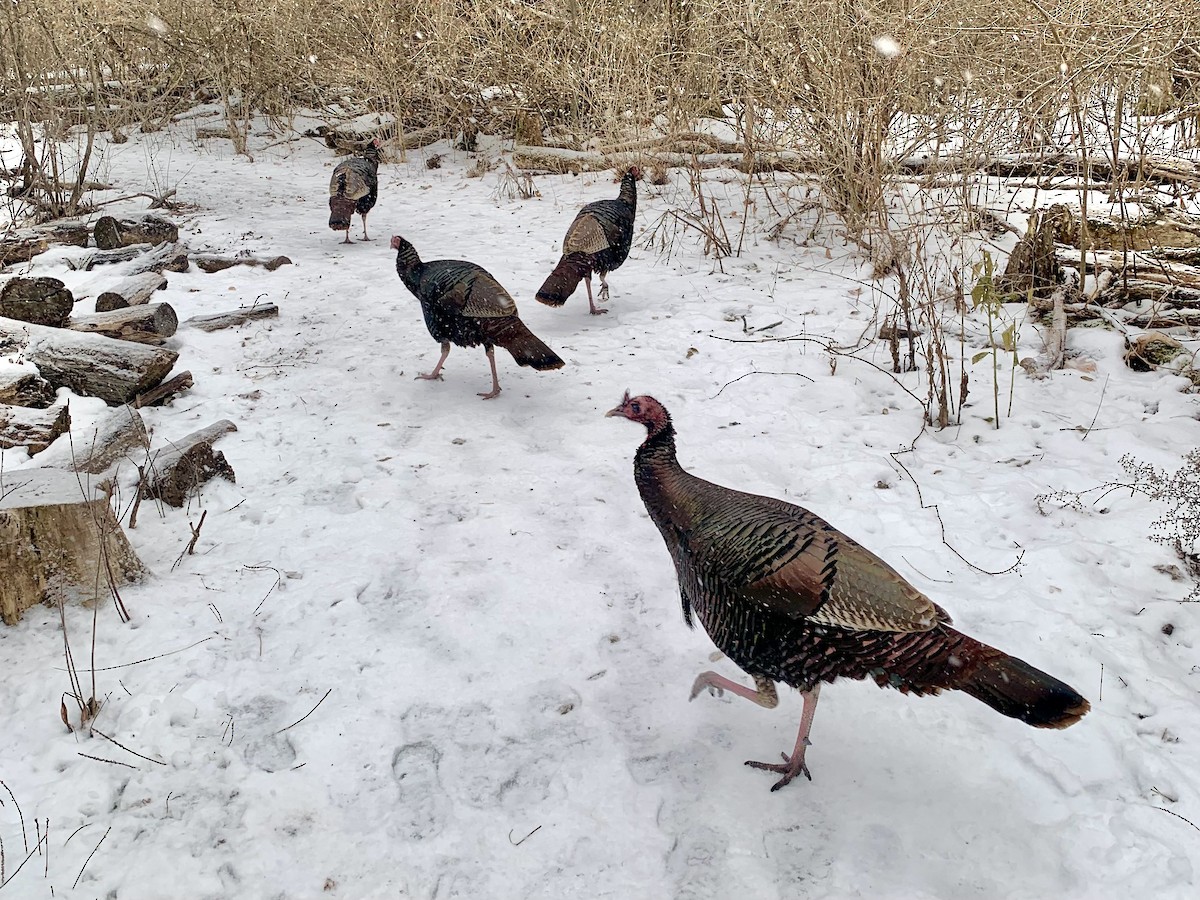 Wild Turkey - ML647281910