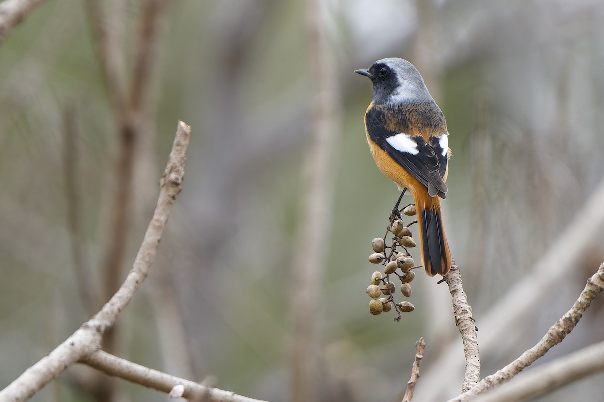 Daurian Redstart - ML647281933