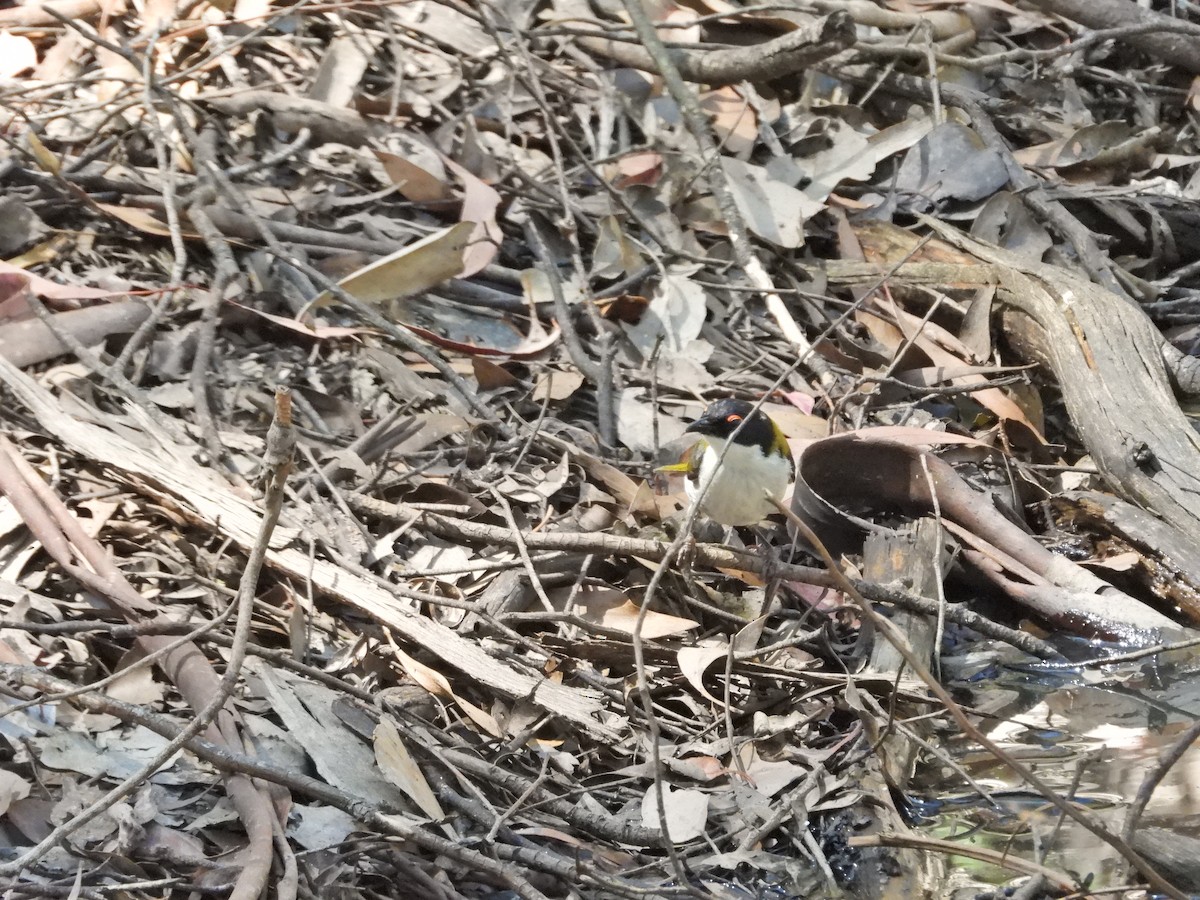 White-naped Honeyeater - ML647281945