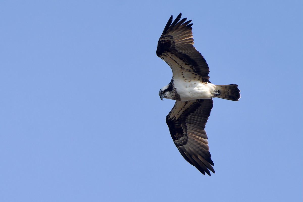 Osprey (Eurasian) - ML647281946