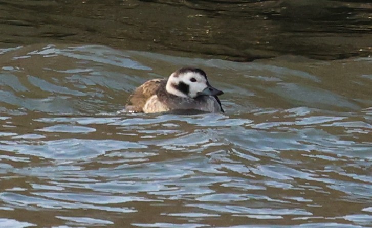 Long-tailed Duck - ML647281947