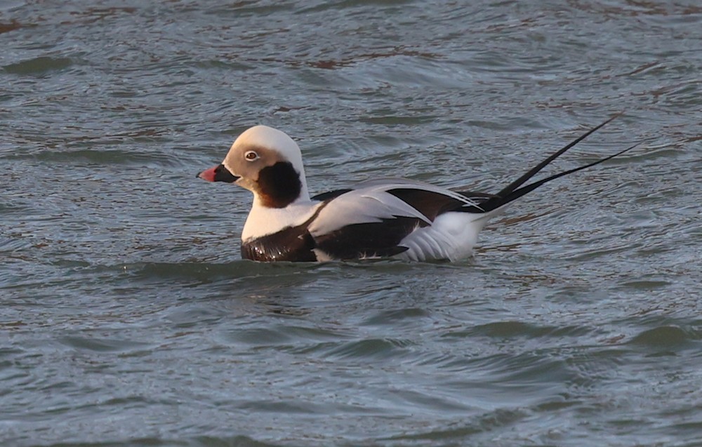 Long-tailed Duck - ML647281948