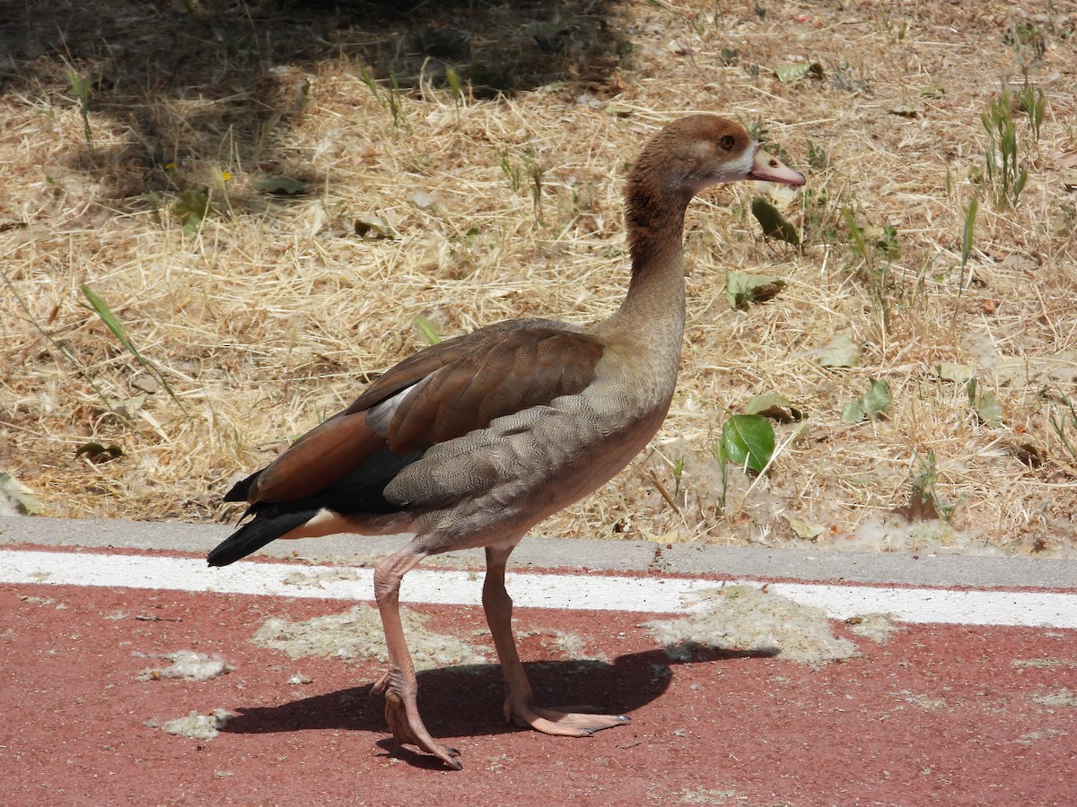 Egyptian Goose - ML647281949