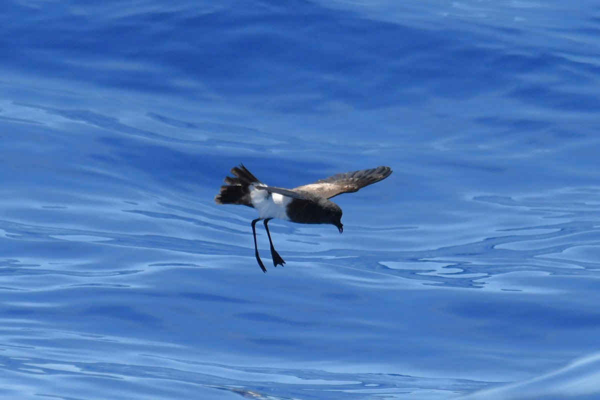 Black-bellied Storm-Petrel - ML647281950