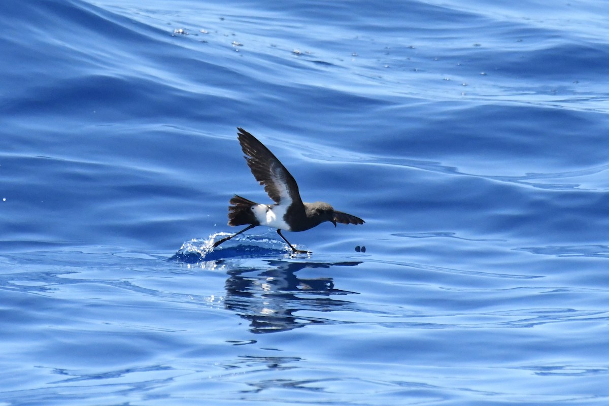 Black-bellied Storm-Petrel - ML647281951