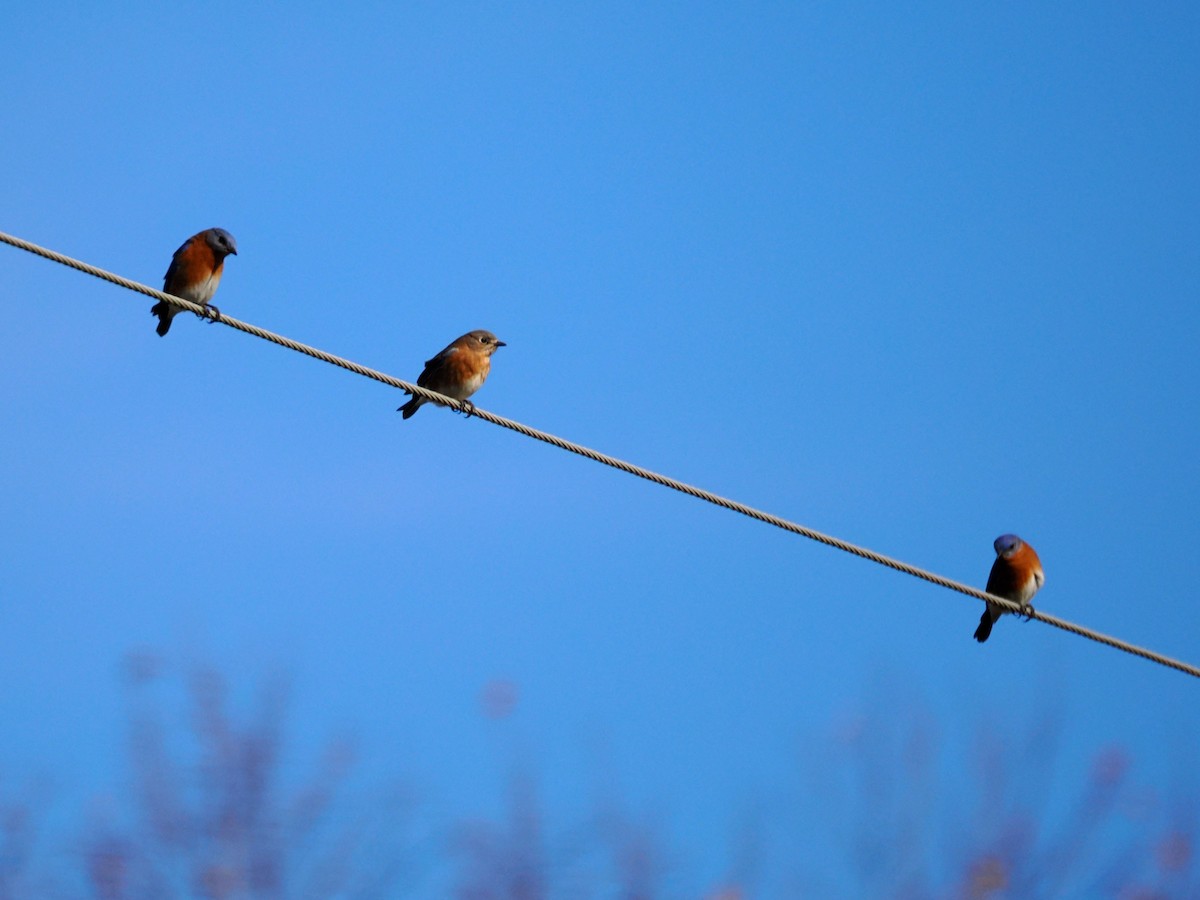 Eastern Bluebird - ML647281952