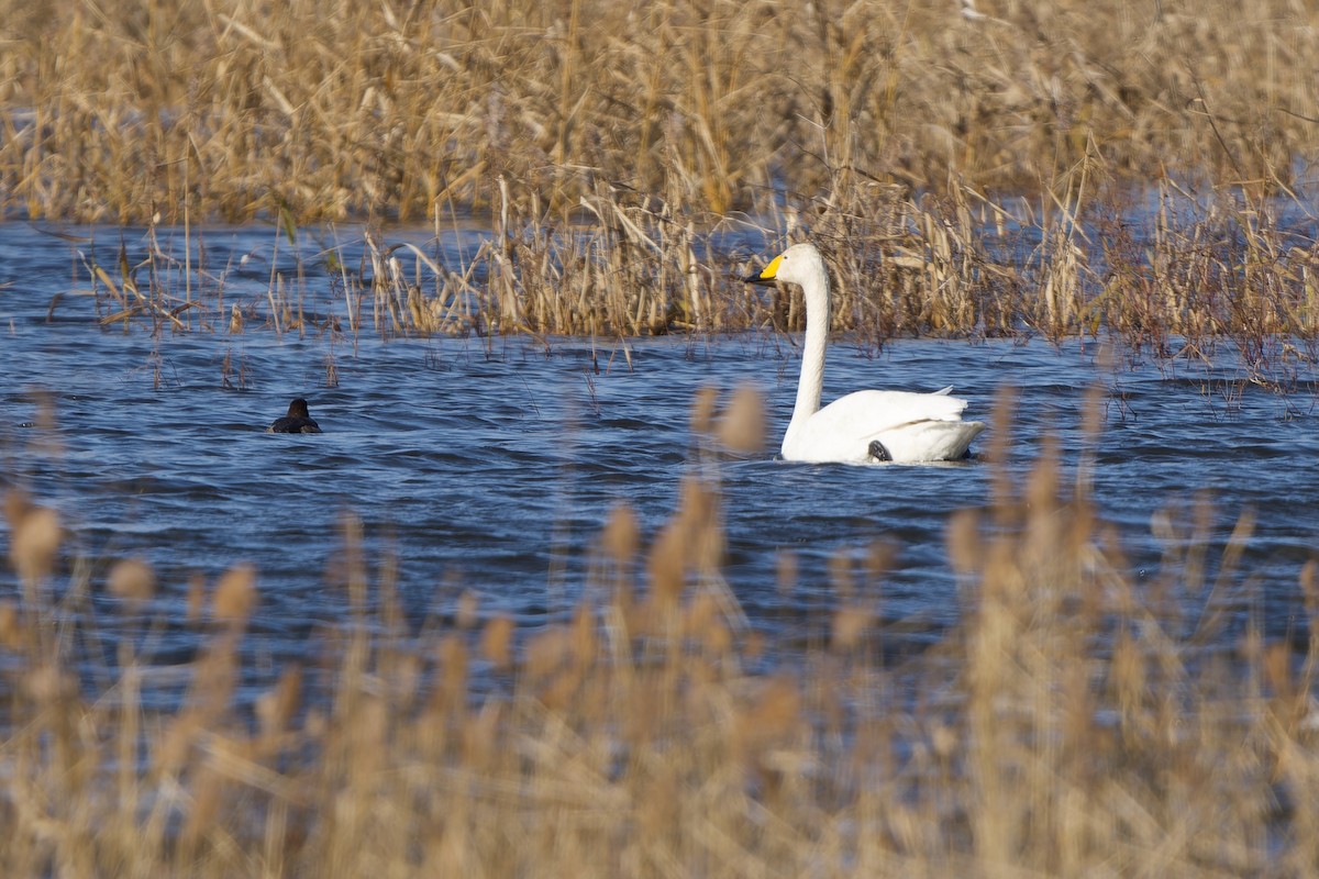 Whooper Swan - ML647281953