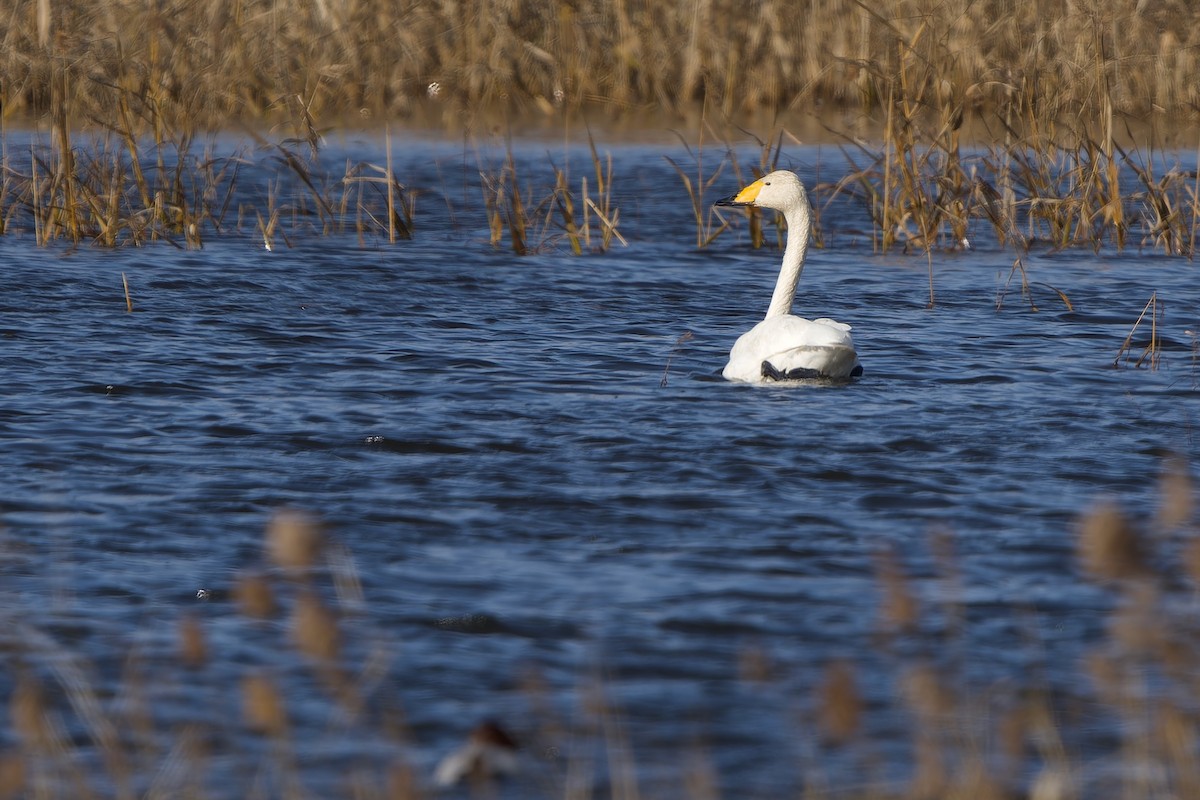 Whooper Swan - ML647281954