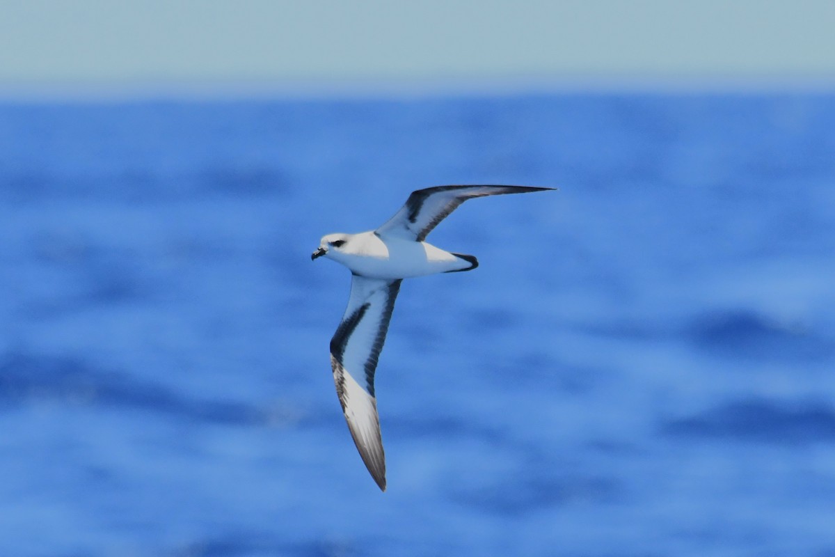 Black-winged Petrel - ML647281956