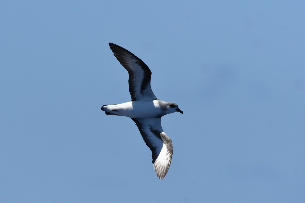 Black-winged Petrel - ML647281957