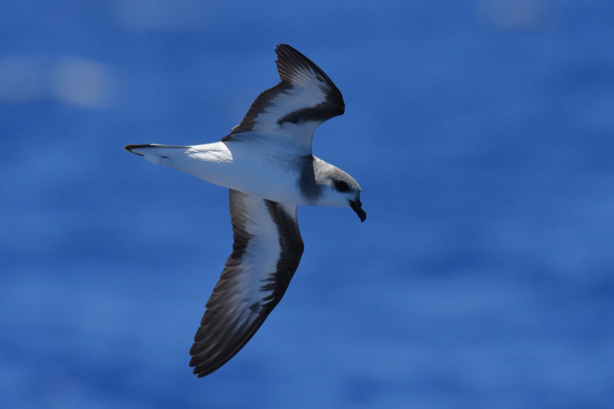 Black-winged Petrel - ML647281958