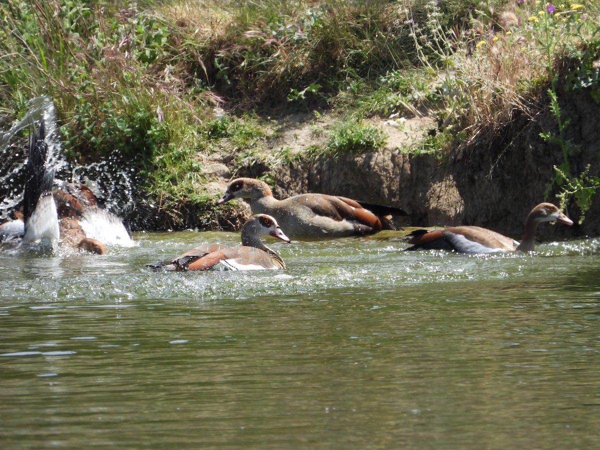 Egyptian Goose - ML647281959