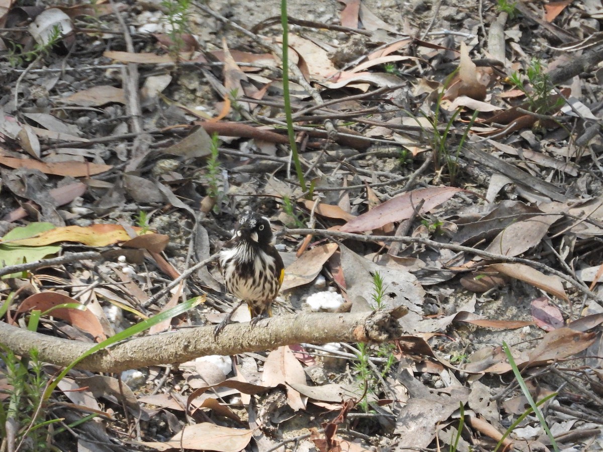 New Holland Honeyeater - ML647281960