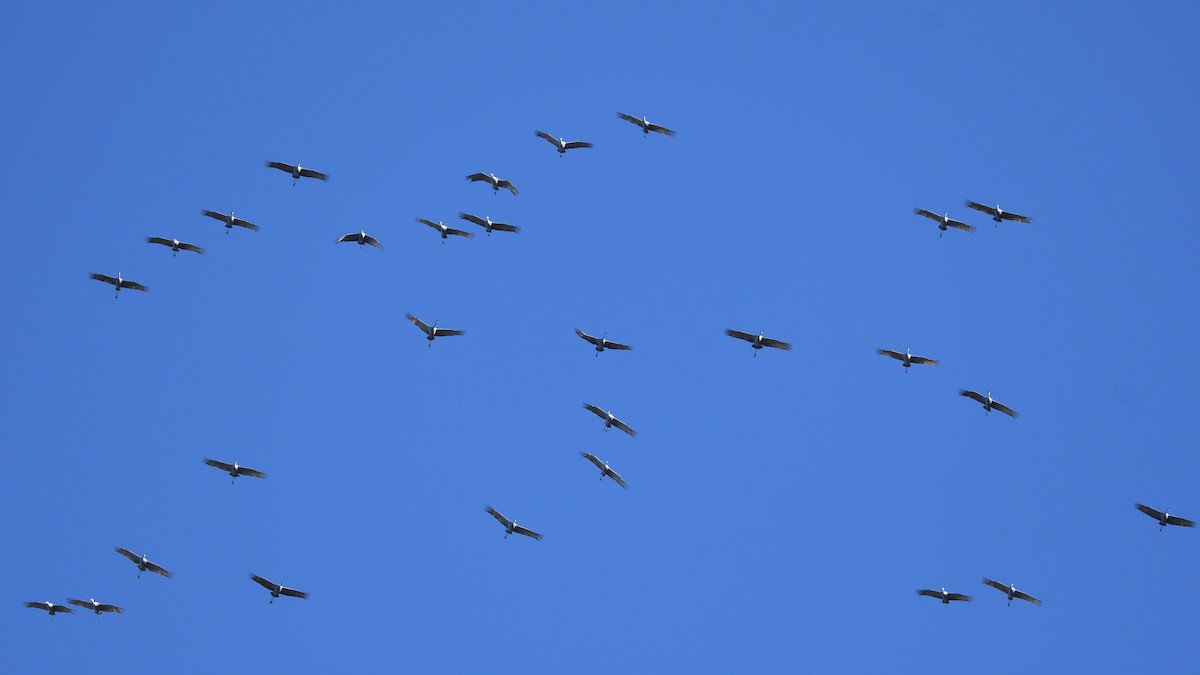 Sandhill Crane - ML647281961