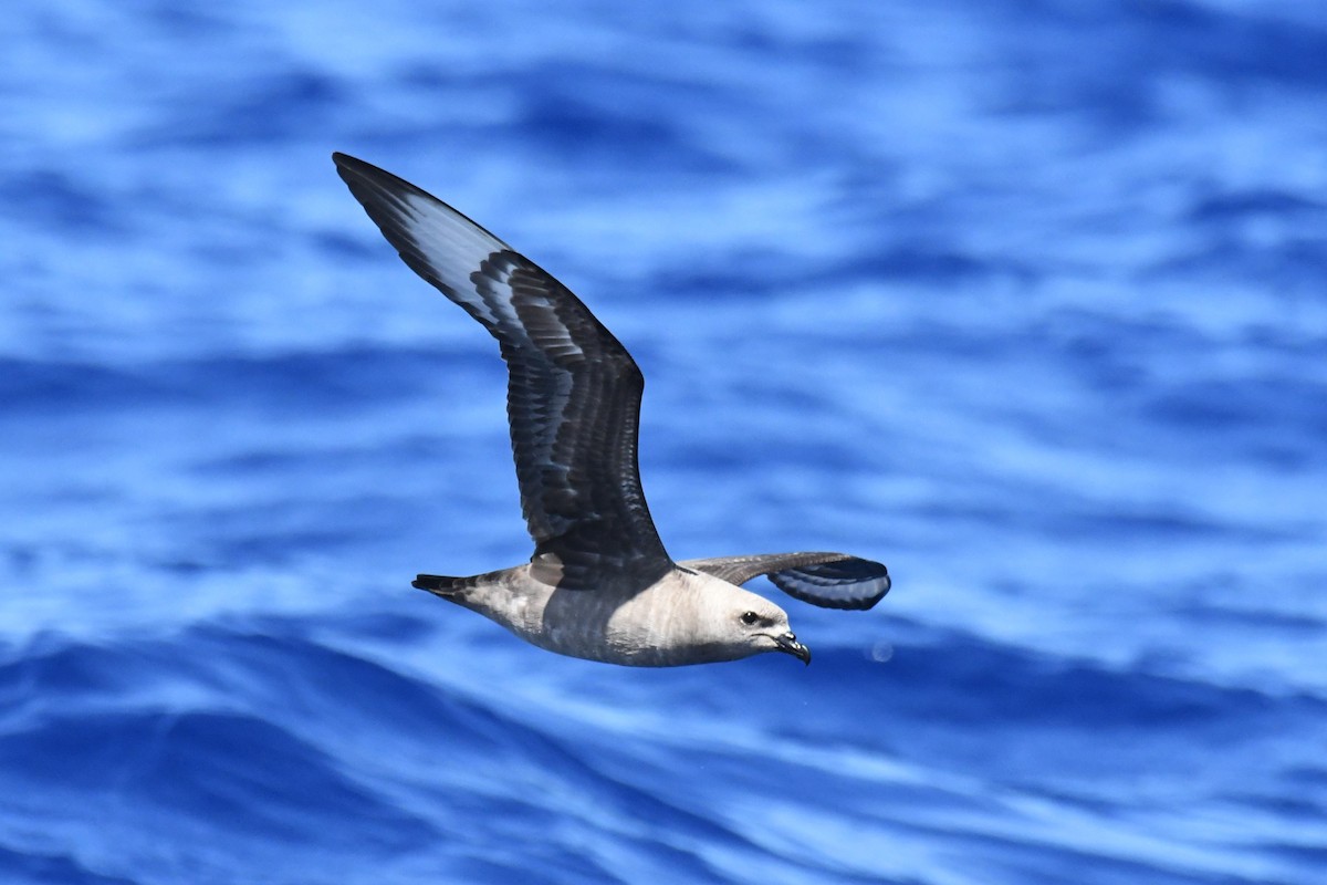 Kermadec Petrel - ML647281962