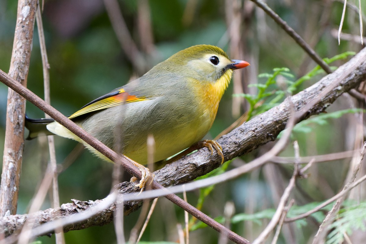 Red-billed Leiothrix - ML647281966