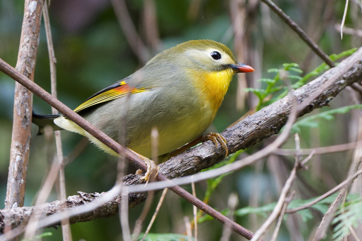 Red-billed Leiothrix - ML647281967
