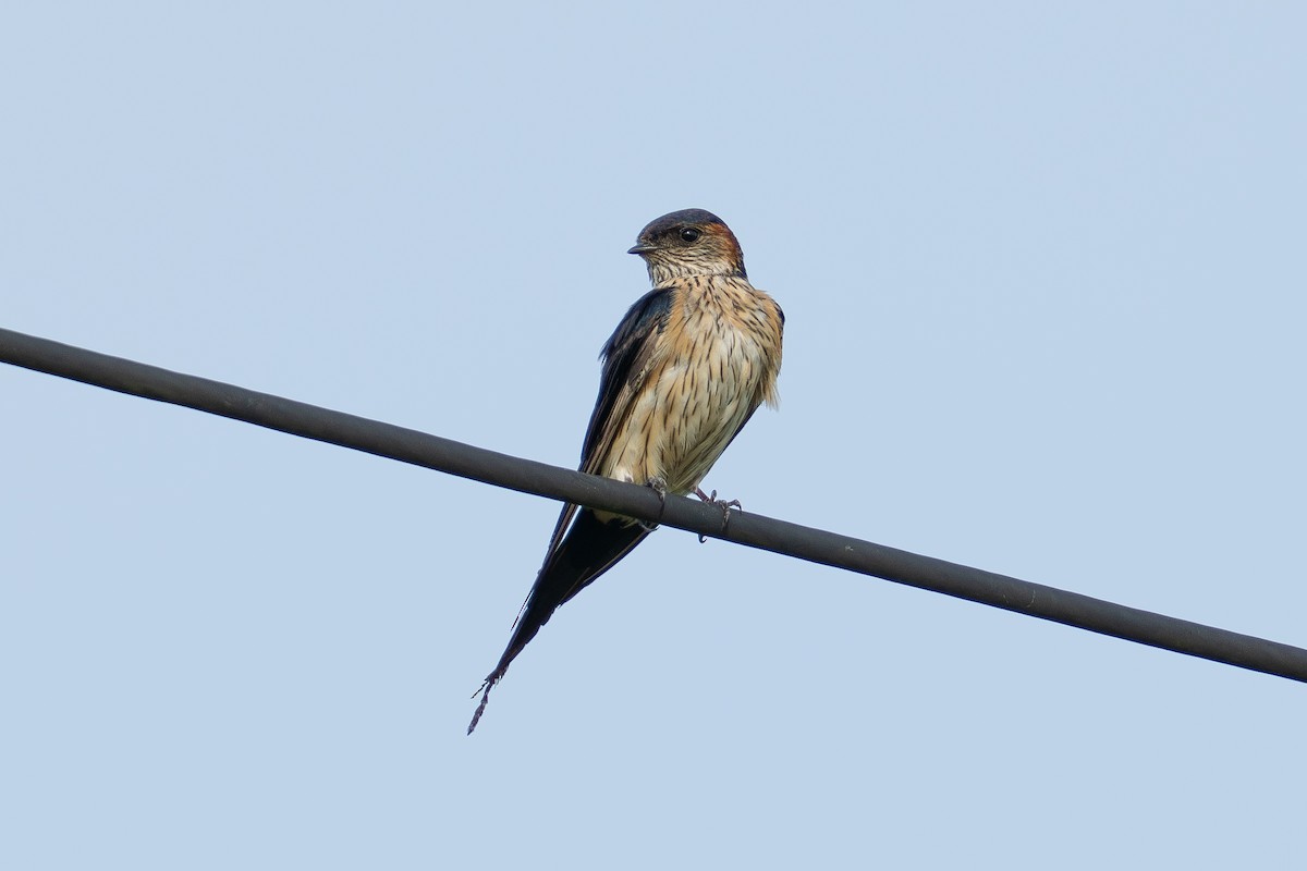 Eastern Red-rumped Swallow - ML647281968