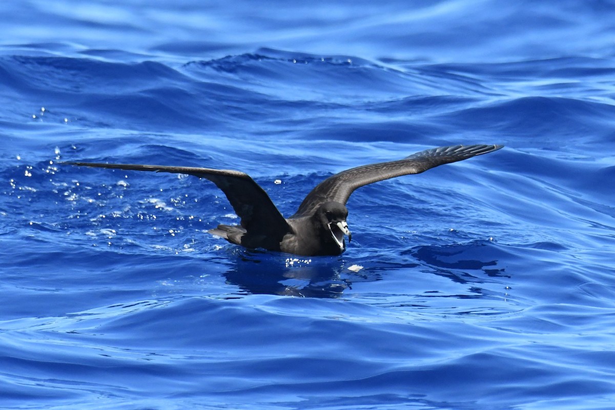 Parkinson's Petrel - ML647281969
