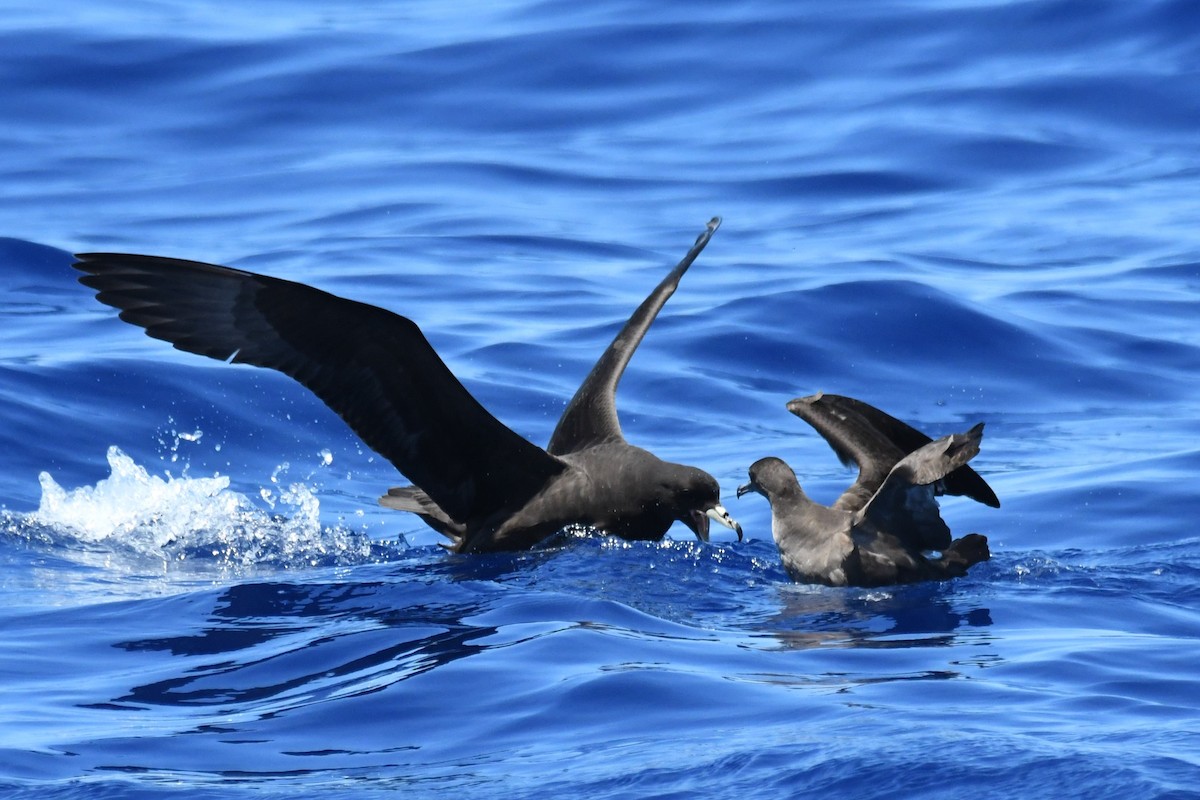 Parkinson's Petrel - ML647281970