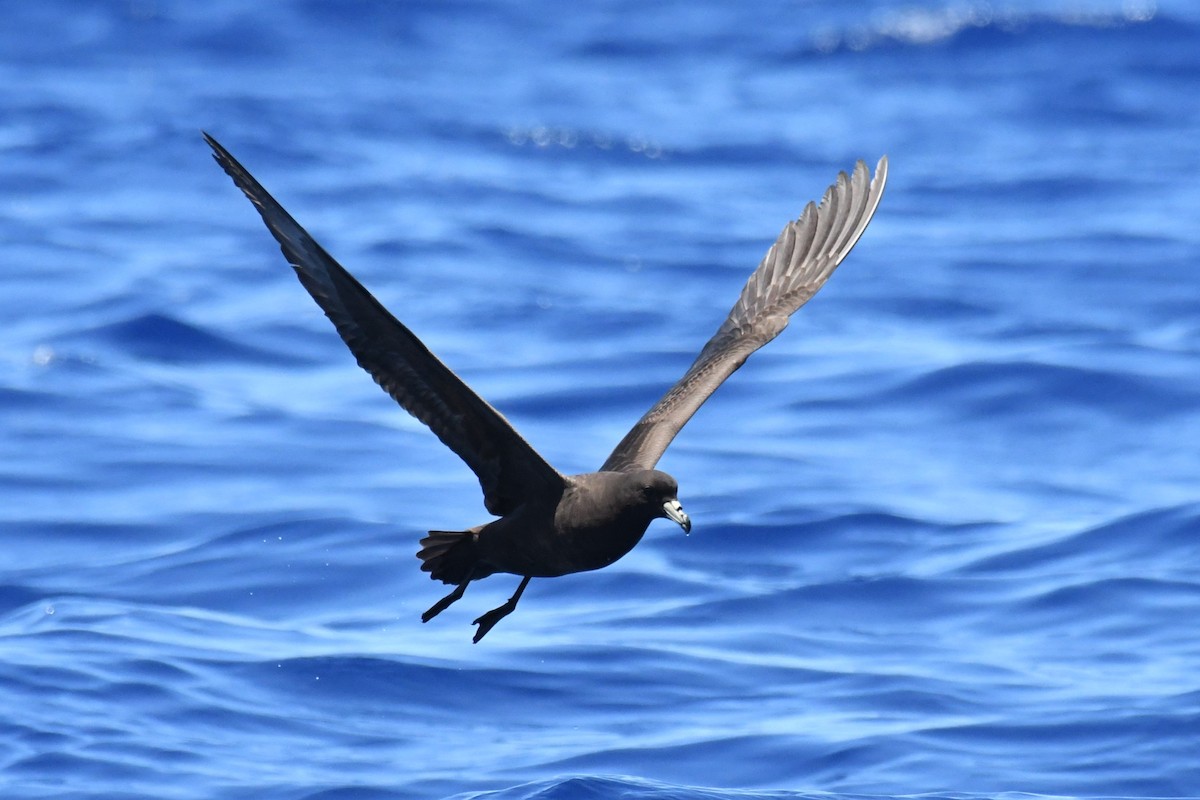 Parkinson's Petrel - ML647281971