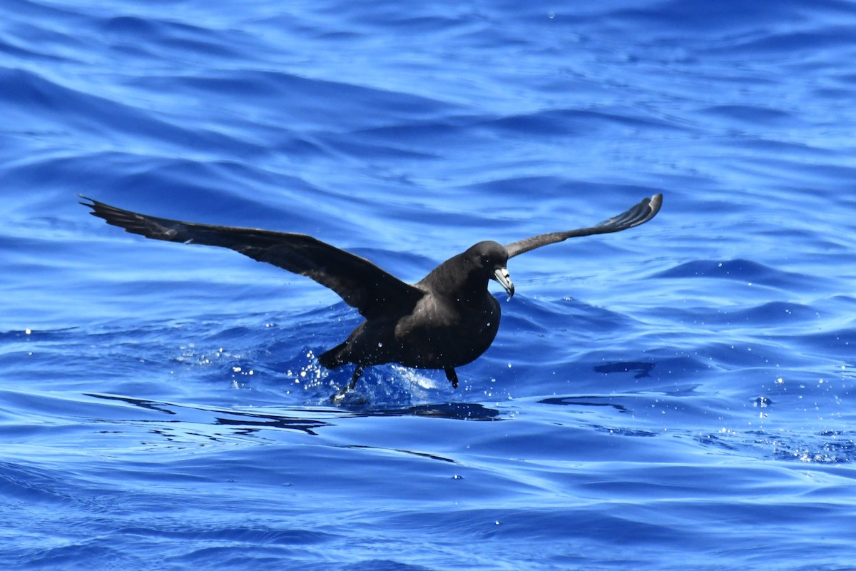 Parkinson's Petrel - ML647281972