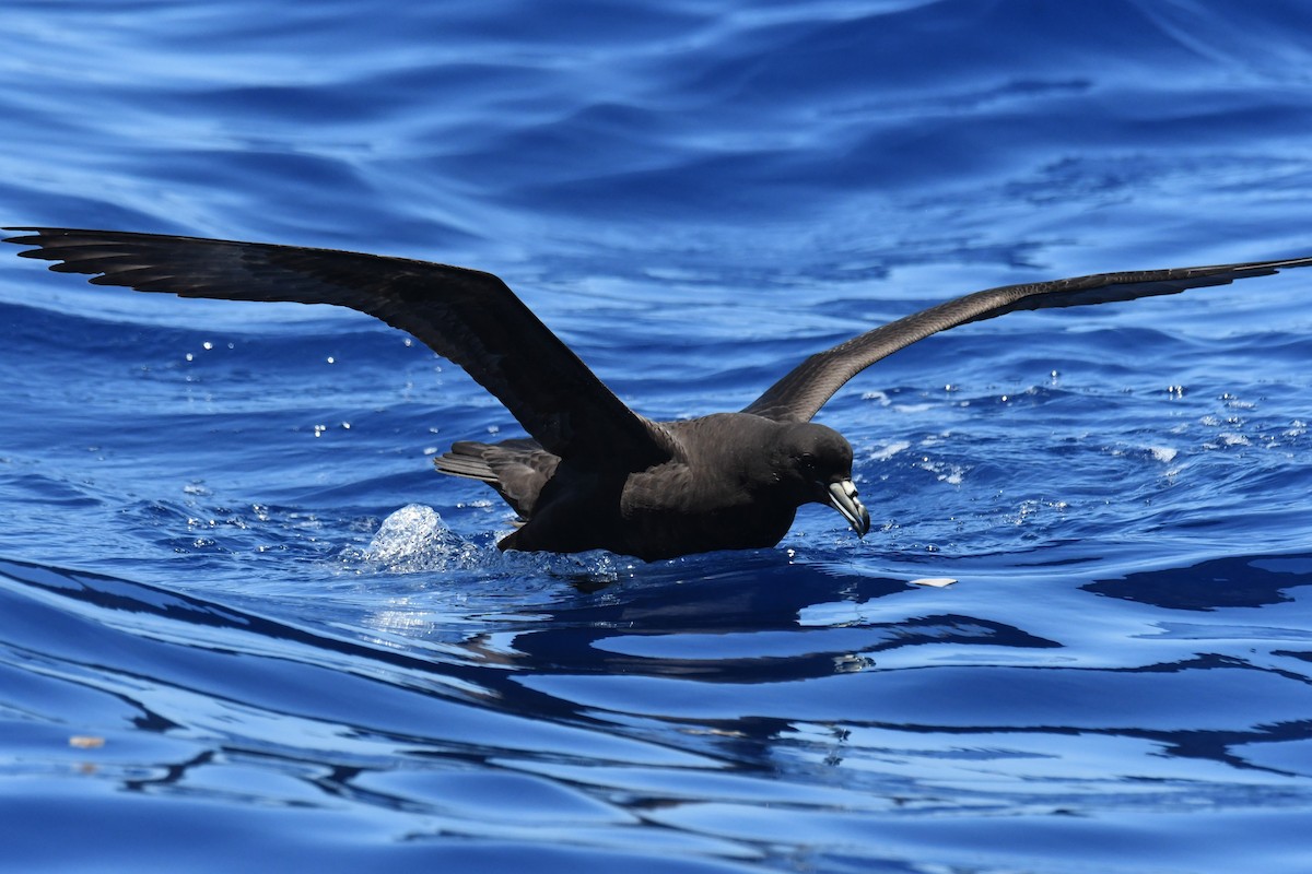 Parkinson's Petrel - ML647281973