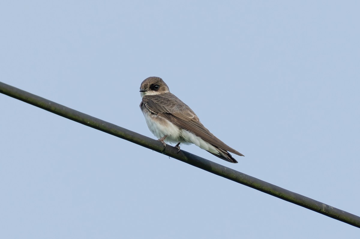 Bank Swallow - ML647281974