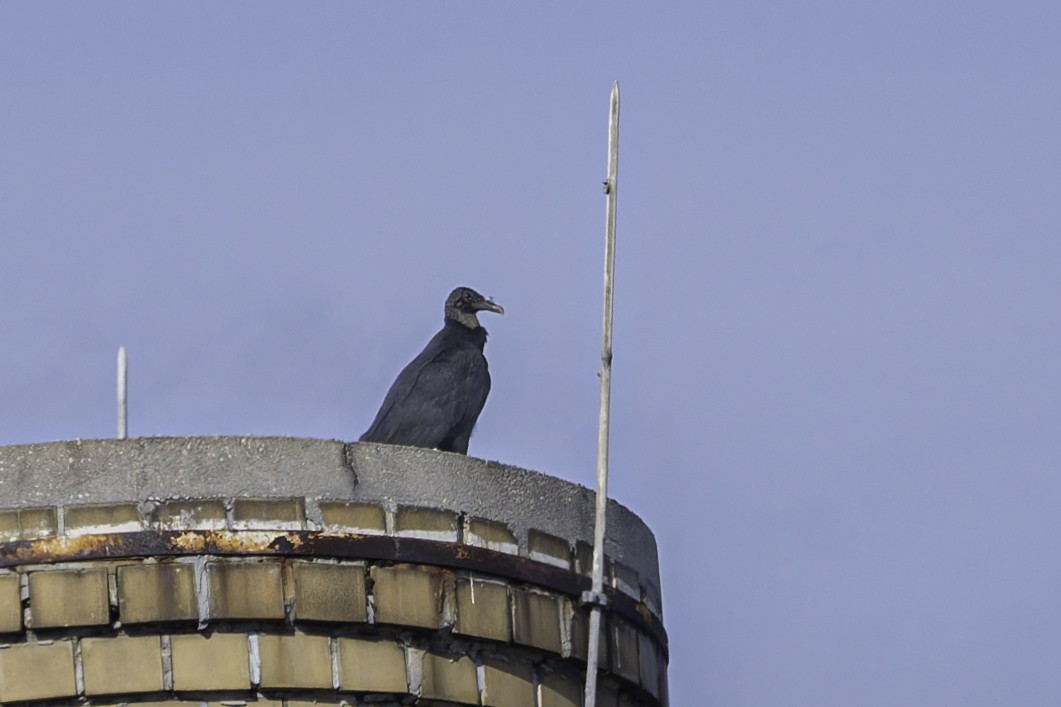 Black Vulture - ML647281976