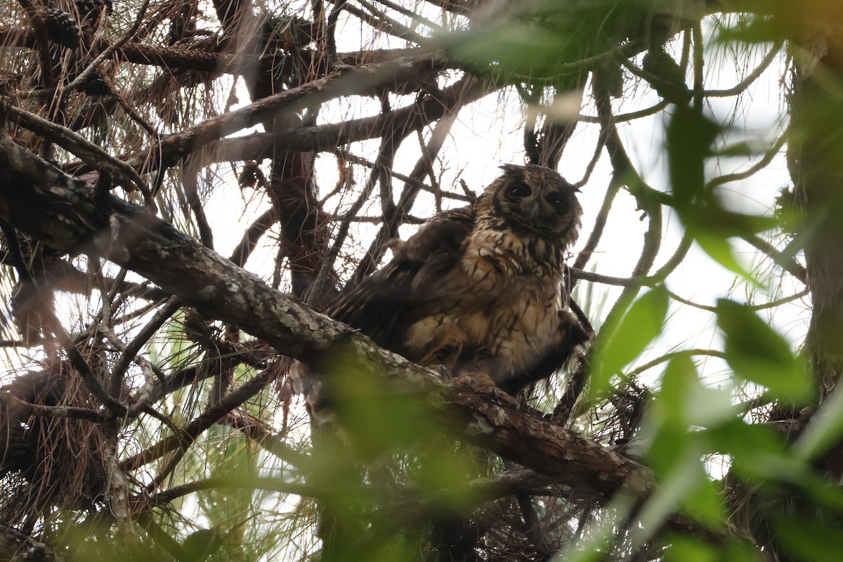 Madagascar Owl - ML647281995