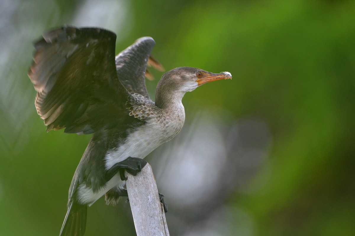 アフリカコビトウ - ML647281996