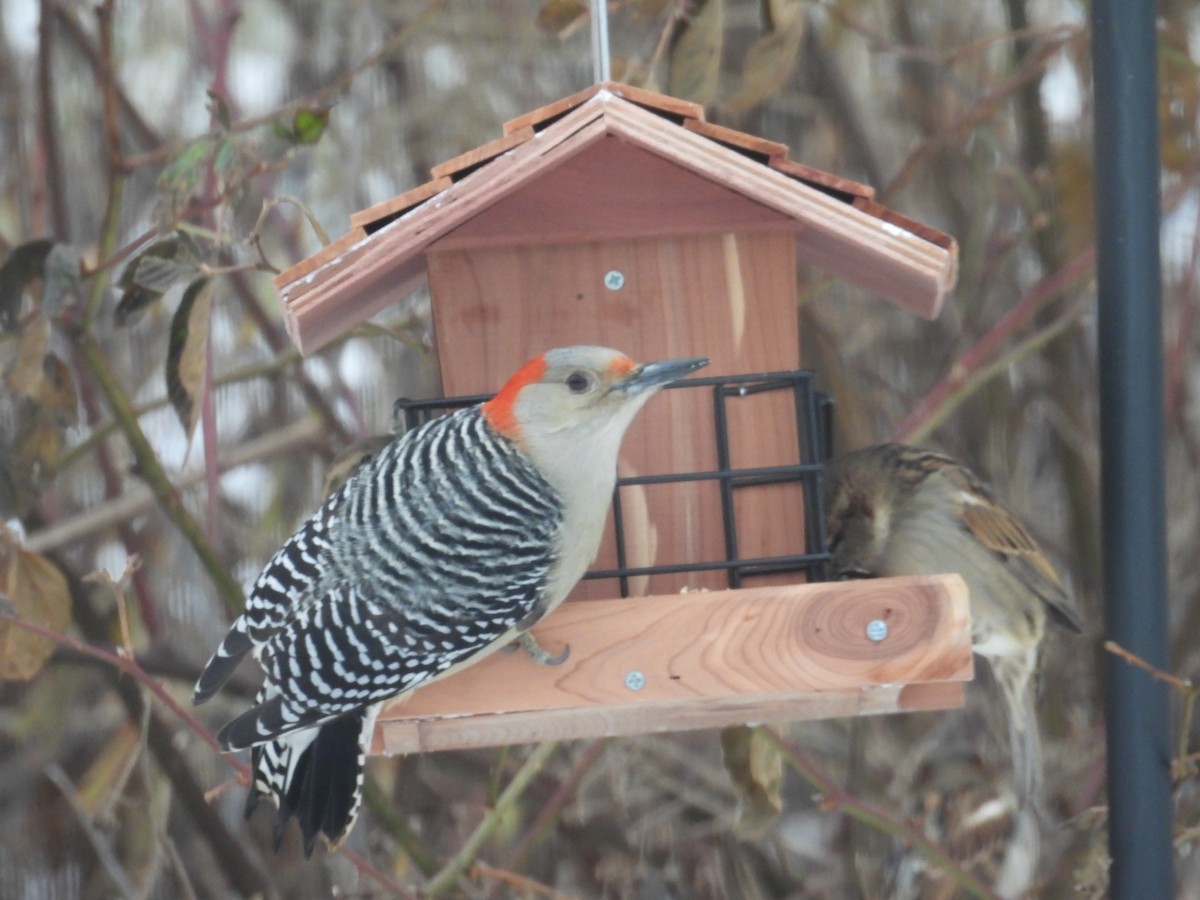 Red-bellied Woodpecker - ML647282002